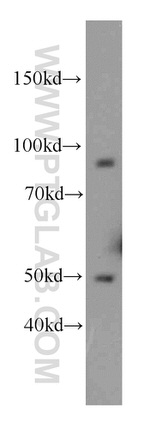 C7orf58 Antibody in Western Blot (WB)