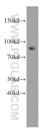C7orf58 Antibody in Western Blot (WB)