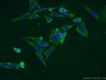 C7orf58 Antibody in Immunocytochemistry (ICC/IF)