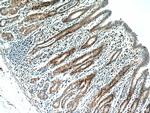 C7orf58 Antibody in Immunohistochemistry (Paraffin) (IHC (P))