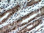 C7orf58 Antibody in Immunohistochemistry (Paraffin) (IHC (P))