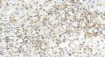 ZNF511 Antibody in Immunohistochemistry (Paraffin) (IHC (P))