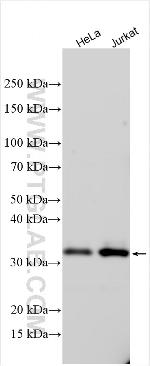 ZNF511 Antibody in Western Blot (WB)