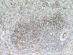 ABHD14B Antibody in Immunohistochemistry (Paraffin) (IHC (P))