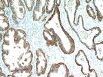 ABHD14B Antibody in Immunohistochemistry (Paraffin) (IHC (P))
