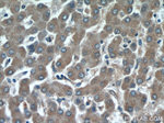 INSC Antibody in Immunohistochemistry (Paraffin) (IHC (P))