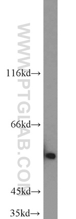 INSC Antibody in Western Blot (WB)