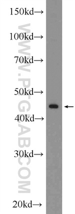 HB9 Antibody in Western Blot (WB)
