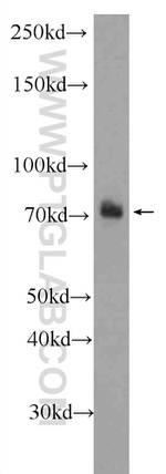 NR2C2 Antibody in Western Blot (WB)