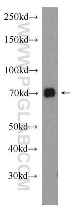 NR2C2 Antibody in Western Blot (WB)