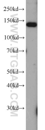 Raptor Antibody in Western Blot (WB)