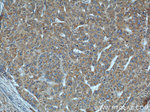 DEPDC6/Deptor Antibody in Immunohistochemistry (Paraffin) (IHC (P))