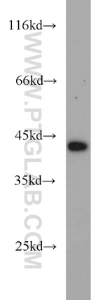 DEPDC6/Deptor Antibody in Western Blot (WB)