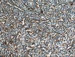 DEPDC6/Deptor Antibody in Immunohistochemistry (Paraffin) (IHC (P))