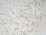TRPV4 Antibody in Immunohistochemistry (Paraffin) (IHC (P))