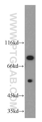 Cyclin T1 Antibody in Western Blot (WB)