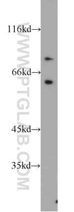 Cyclin T1 Antibody in Western Blot (WB)