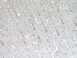 TMEM106B Antibody in Immunohistochemistry (Paraffin) (IHC (P))