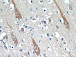 TMEM106B Antibody in Immunohistochemistry (Paraffin) (IHC (P))