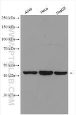 TMEM106B Antibody in Western Blot (WB)