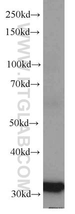 TMEM106B Antibody in Western Blot (WB)
