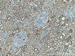 TMEM61 Antibody in Immunohistochemistry (Paraffin) (IHC (P))