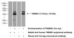 TMEM61 Antibody in Western Blot (WB)