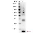 TNF alpha Antibody in Western Blot (WB)