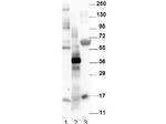 NAG-1 Polyclonal Antibody