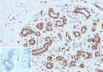 ER-beta (Estrogen Receptor beta-2) Antibody in Immunohistochemistry (Paraffin) (IHC (P))