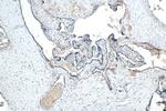 LHFPL1 Antibody in Immunohistochemistry (Paraffin) (IHC (P))