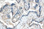 LHFPL1 Antibody in Immunohistochemistry (Paraffin) (IHC (P))