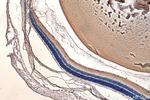 CRYBB3 Antibody in Immunohistochemistry (Paraffin) (IHC (P))