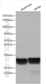 CRYBB3 Antibody in Western Blot (WB)