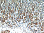 CLEC18A Antibody in Immunohistochemistry (Paraffin) (IHC (P))