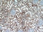 CLEC18A Antibody in Immunohistochemistry (Paraffin) (IHC (P))