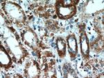 CLEC18A Antibody in Immunohistochemistry (Paraffin) (IHC (P))