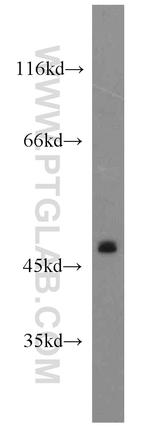 CLEC18A Antibody in Western Blot (WB)