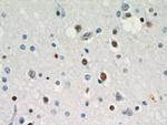 ZNF488 Antibody in Immunohistochemistry (Paraffin) (IHC (P))