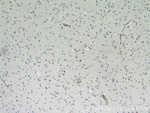 ZNF488 Antibody in Immunohistochemistry (Paraffin) (IHC (P))