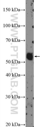 ZNF488 Antibody in Western Blot (WB)
