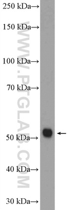 ZNF488 Antibody in Western Blot (WB)