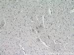 KIAA0319L Antibody in Immunohistochemistry (Paraffin) (IHC (P))