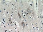 KIAA0319L Antibody in Immunohistochemistry (Paraffin) (IHC (P))