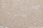 PDXDC1 Antibody in Immunohistochemistry (Paraffin) (IHC (P))