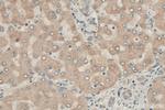PDXDC1 Antibody in Immunohistochemistry (Paraffin) (IHC (P))