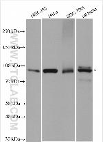 PDXDC1 Antibody in Western Blot (WB)