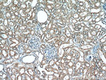 RNF170 Antibody in Immunohistochemistry (Paraffin) (IHC (P))
