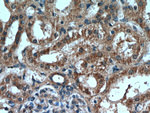 RNF170 Antibody in Immunohistochemistry (Paraffin) (IHC (P))
