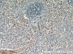 RNF213 Antibody in Immunohistochemistry (Paraffin) (IHC (P))